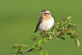 Attēlu rezultāti vaicājumam “Saxicola rubetra”
