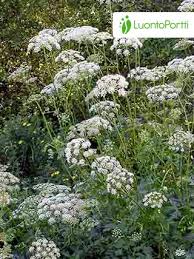 Attēlu rezultāti vaicājumam “Pimpinella major leaf”