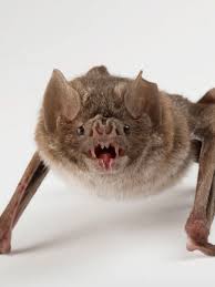 Image result for Vampire Batters