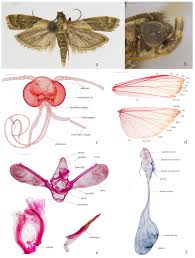 Attēlu rezultāti vaicājumam “Nyctegretis lineana”