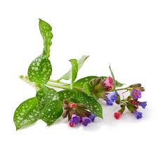 Image result for Pulmonaria officinalis