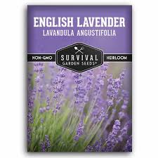 Attēlu rezultāti vaicājumam “Lavandula angustifolia”