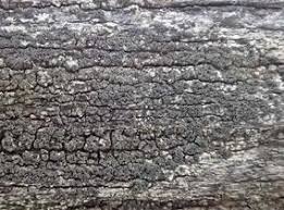 Attēlu rezultāti vaicājumam “Xylographa paralella”