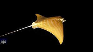 Image result for Aetomylaeus bovinus