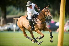Image result for Cambridge and Newmarket Polo Club
