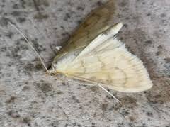 Attēlu rezultāti vaicājumam “Paratalanta hyalinalis”