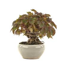 Image result for parthenocissus bonsai