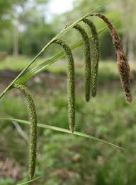 Attēlu rezultāti vaicājumam “Carex pseudocyperus female flower”
