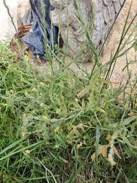 Attēlu rezultāti vaicājumam “Sisymbrium volgense”