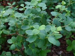 Attēlu rezultāti vaicājumam “Vaccinium uliginosum leaf”