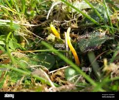 Attēlu rezultāti vaicājumam “Clavulinopsis helvola”