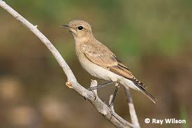 Attēlu rezultāti vaicājumam “Oenanthe oenanthe juvenile”