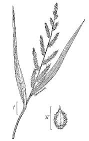 Attēlu rezultāti vaicājumam “Echinochloa crus-galli leaf”