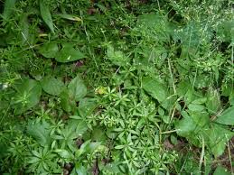Attēlu rezultāti vaicājumam “Galium triflorum leaf”