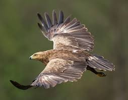 Attēlu rezultāti vaicājumam “Aquila pomarina adult”