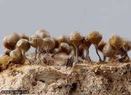 Attēlu rezultāti vaicājumam “Trichia crateriformis spores”