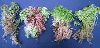 Attēlu rezultāti vaicājumam “Sphagnum angustifolium”