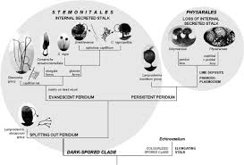 Attēlu rezultāti vaicājumam “Symphytocarpus impexus spores”