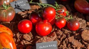 Afbeeldingsresultaat voor northern lights tomato