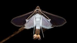 Attēlu rezultāti vaicājumam “Crambidae”