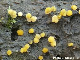 Attēlu rezultāti vaicājumam “Bactridium flavum”