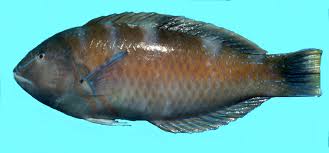 Image result for Halichoeres radiatus