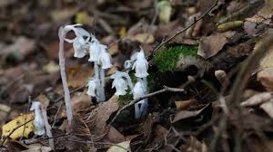 Attēlu rezultāti vaicājumam “Plantago uniflora flower”