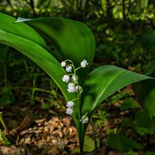 Attēlu rezultāti vaicājumam “Convallaria majalis leaf”