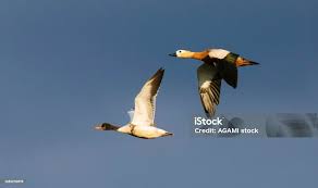 Attēlu rezultāti vaicājumam “Tadorna tadorna juvenile”