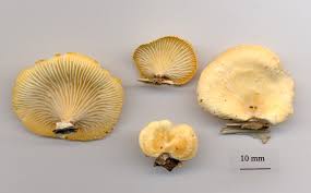 Attēlu rezultāti vaicājumam “Lentinus suavissimus”