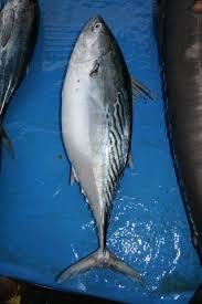 Image result for Euthynnus affinis