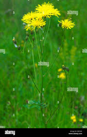 Attēlu rezultāti vaicājumam “Crepis biennis leaf”