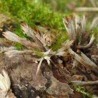 Attēlu rezultāti vaicājumam “Thelephora penicillata”