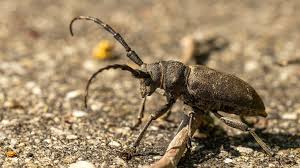 Attēlu rezultāti vaicājumam “Lamia textor”