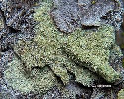 Attēlu rezultāti vaicājumam “Lecanora conizaeoides”