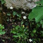 Attēlu rezultāti vaicājumam “Cerastium sylvaticum”