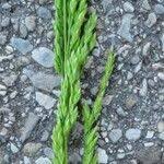 Attēlu rezultāti vaicājumam “Poa nemoralis fruit”