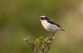 Attēlu rezultāti vaicājumam “Saxicola rubetra”