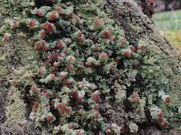 Attēlu rezultāti vaicājumam “Cladonia parasitica”