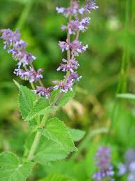 Attēlu rezultāti vaicājumam “Salvia verticillata”