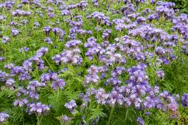 Attēlu rezultāti vaicājumam “Phacelia tanacetifolia”