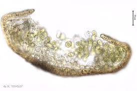 Attēlu rezultāti vaicājumam “Aloina rigida”