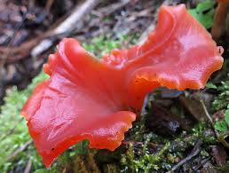 Attēlu rezultāti vaicājumam “Octospora splachnophila spores”