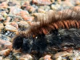 Attēlu rezultāti vaicājumam “Arctia caja larva”