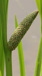 Attēlu rezultāti vaicājumam “Acoraceae”