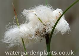 Attēlu rezultāti vaicājumam “Eriophorum angustifolium flower”