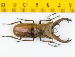 Attēlu rezultāti vaicājumam “Lucanidae”