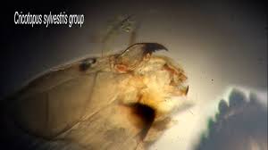 Attēlu rezultāti vaicājumam “Cricotopus”