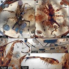Attēlu rezultāti vaicājumam “Epirranthis diversata imago”