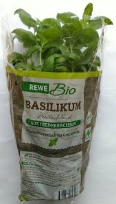 Image result for Basilikum